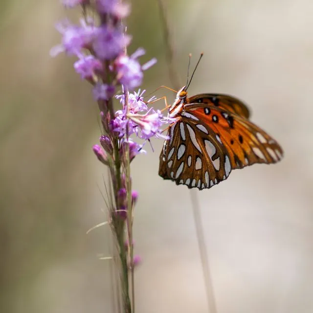 thumbnail for publication: Brilliant Butterflies: A Guide to Spotting, Observing and Sharing Sightings on iNaturalist